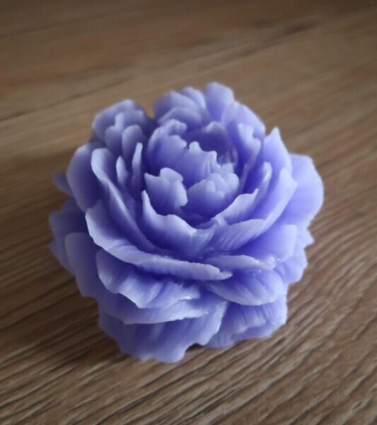 peonia soja lila