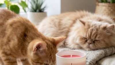 que olores les gustan y son seguros para los gatos